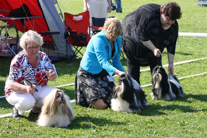 Shih Tzu Danmark